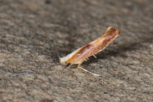 Argyresthia sp.